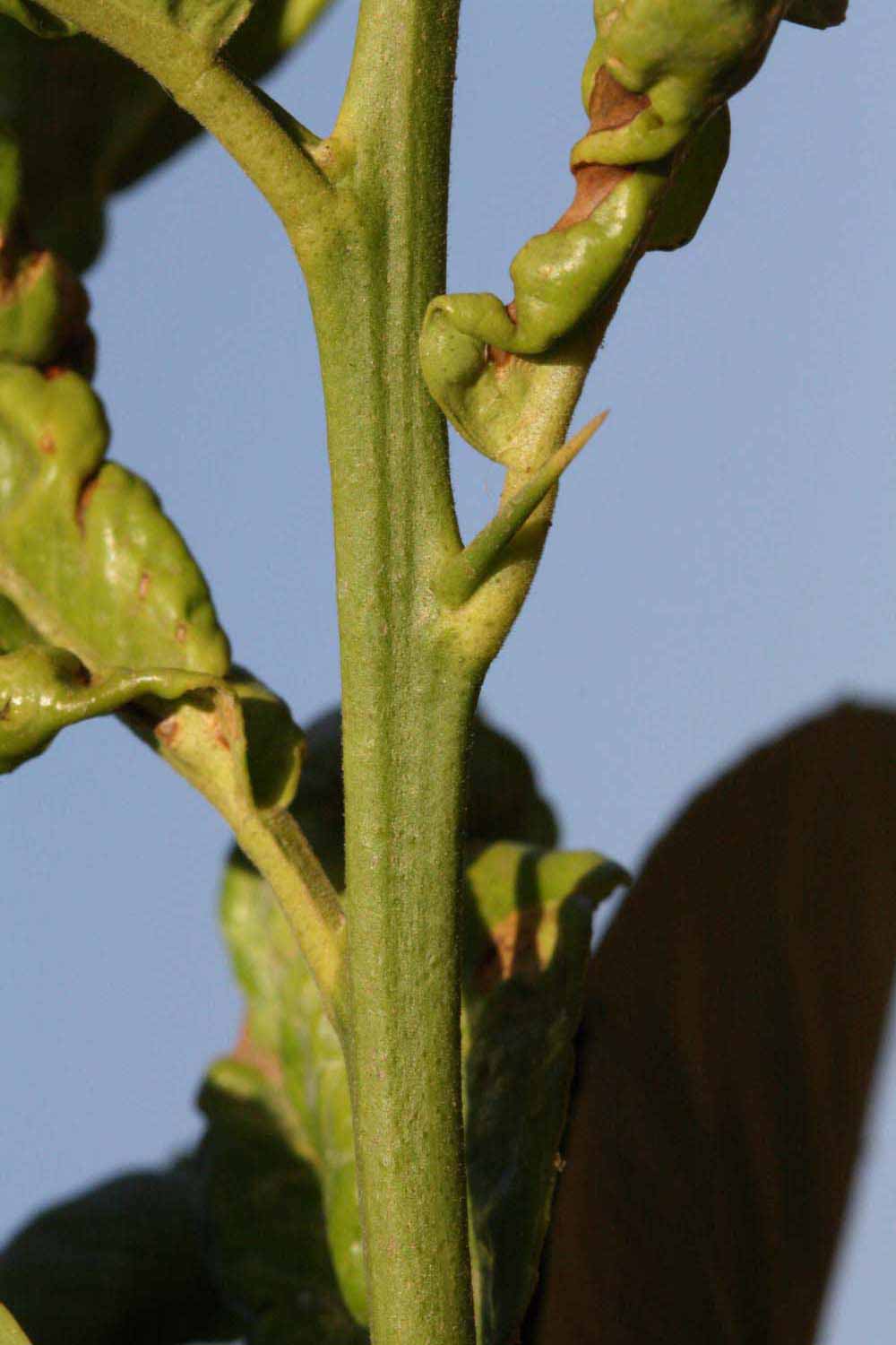            First year twig (Riverside, CA)   